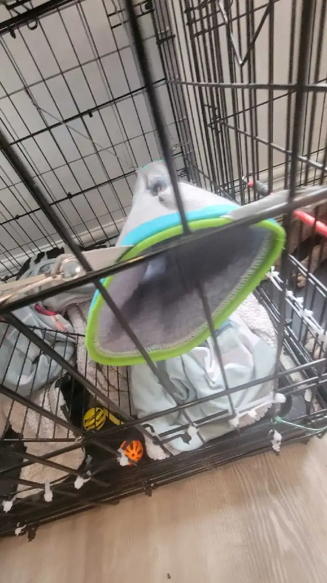 furets avec grande-cage et tout c jouet compris - Photo 4