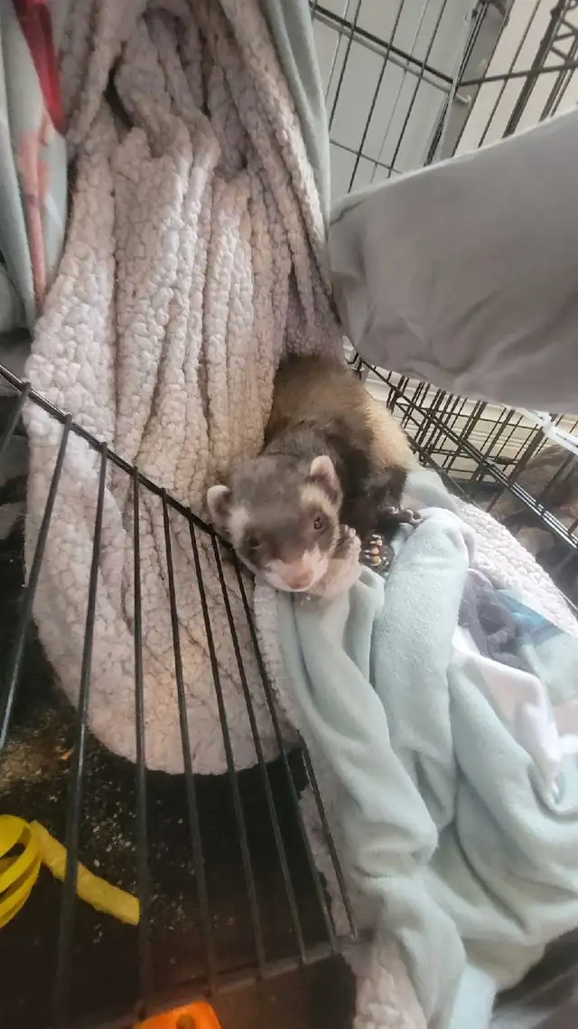 furets avec grande-cage et tout c jouet compris - Photo 5