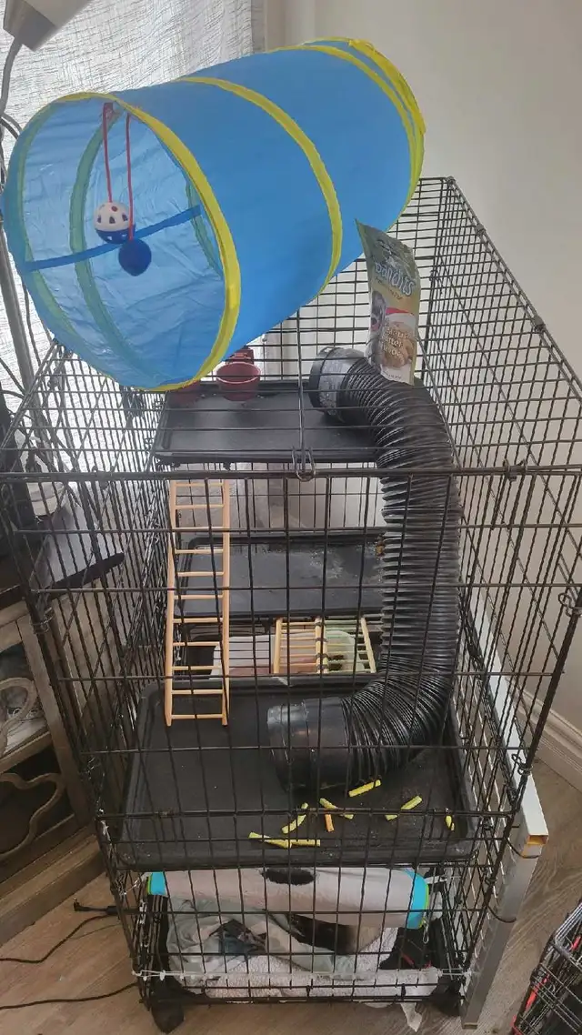 furets avec grande-cage et tout c jouet compris - Photo 6