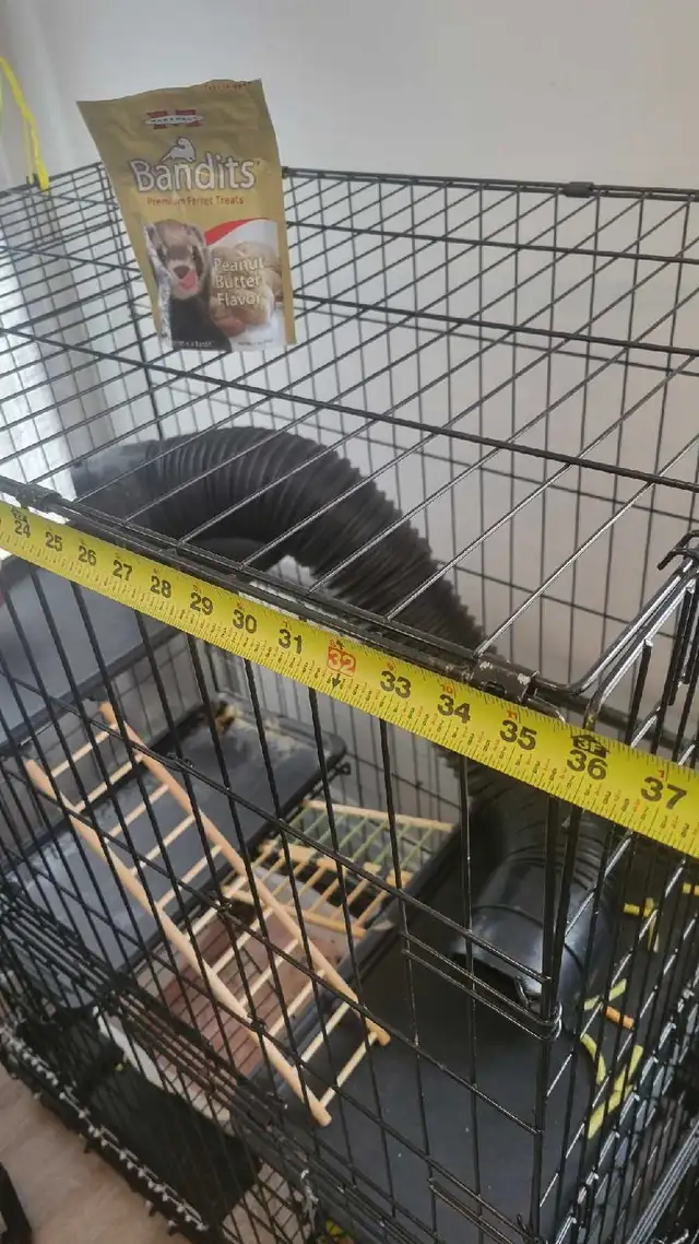 furets avec grande-cage et tout c jouet compris - Photo 7