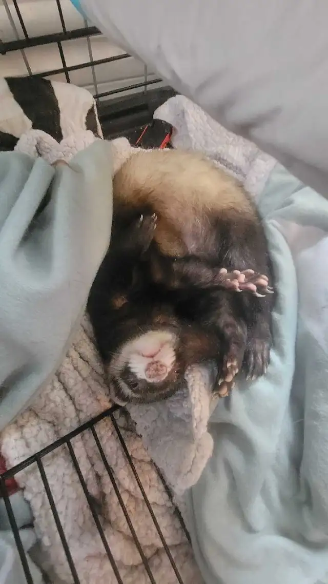 furets avec grande-cage et tout c jouet compris - Photo 9