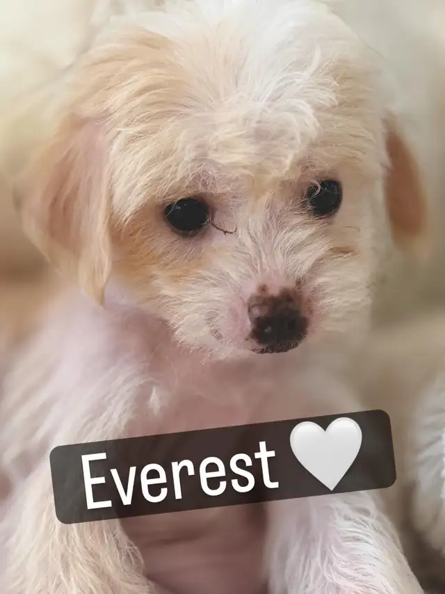 Crested Yorkie-poo - Photo 2