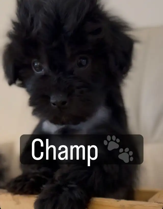 Crested Yorkie-poo - Photo 3