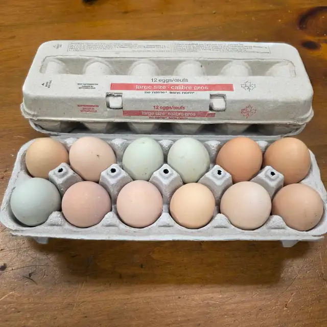 fertilized chicken egg