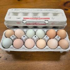 fertilized chicken egg