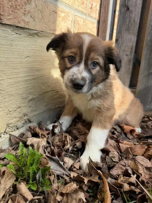 Border Collie Shepherd female