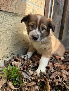 Border Collie Shepherd female