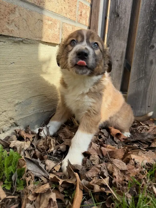 Border Collie Shepherd female - Photo 2
