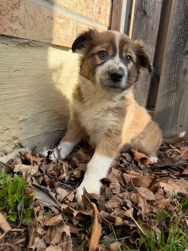 Border Collie Shepherd female - Photo 3