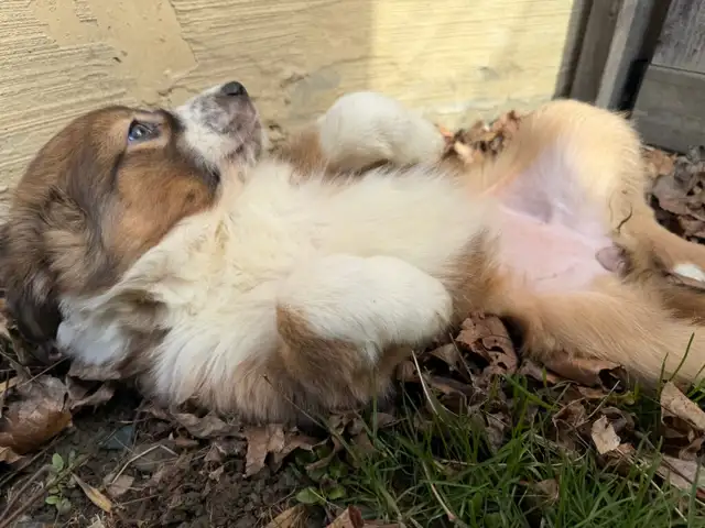 Border Collie Shepherd female - Photo 4