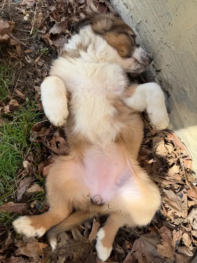 Border Collie Shepherd female - Photo 5