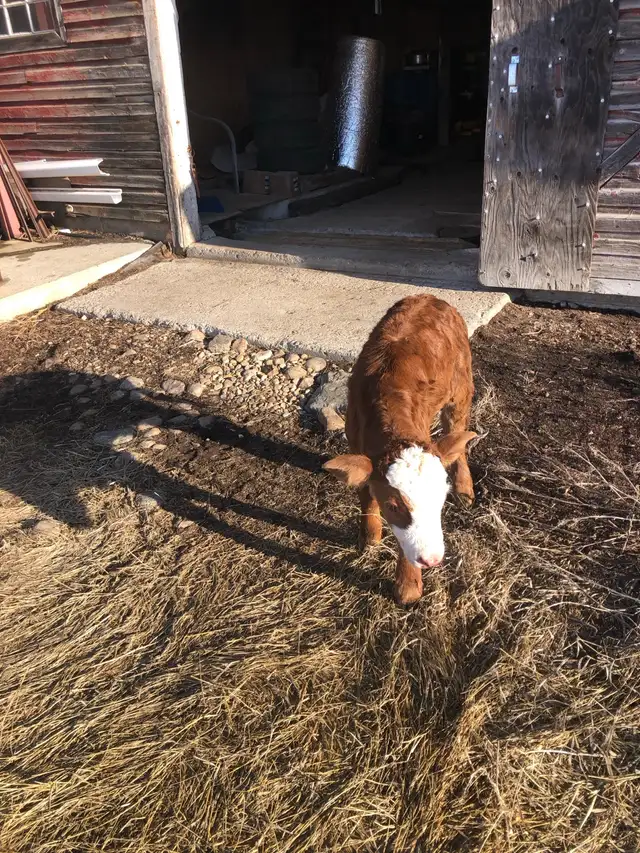 Calf for sale