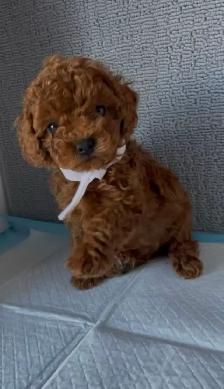 Dark red tiny toy poodle rehoming