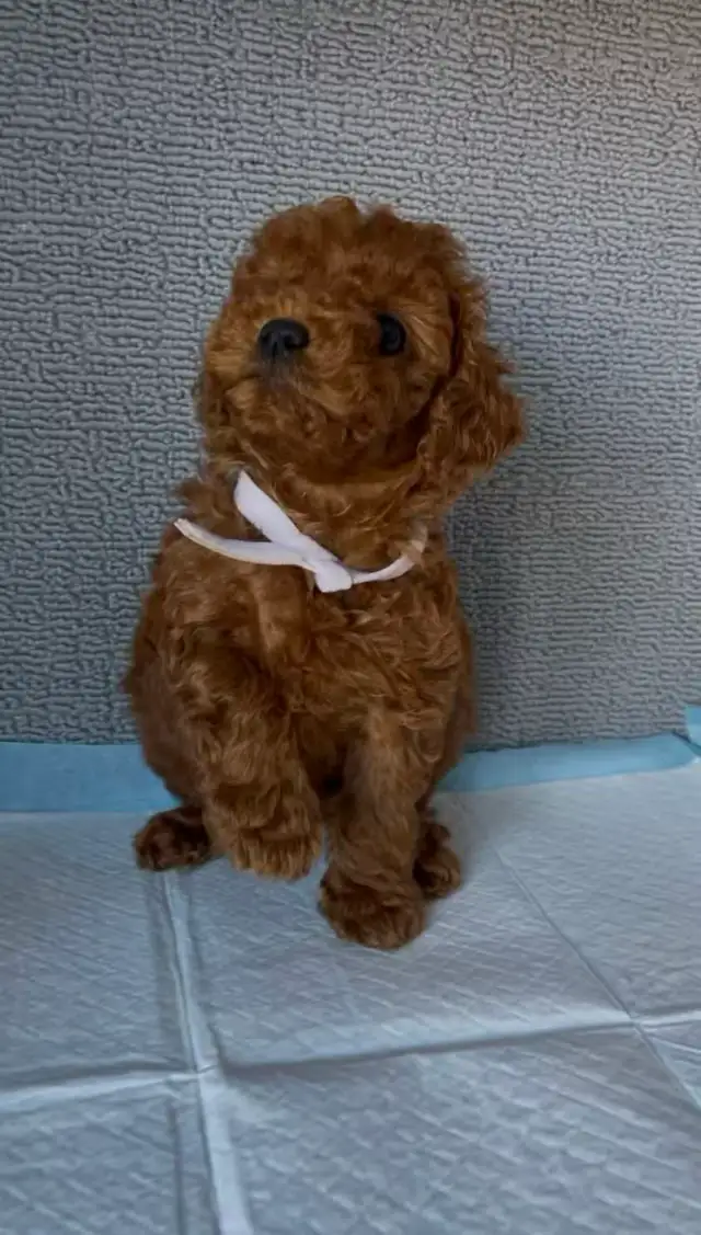 Dark red tiny toy poodle rehoming - Photo 2
