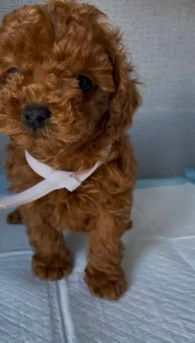 Dark red tiny toy poodle rehoming - Photo 3