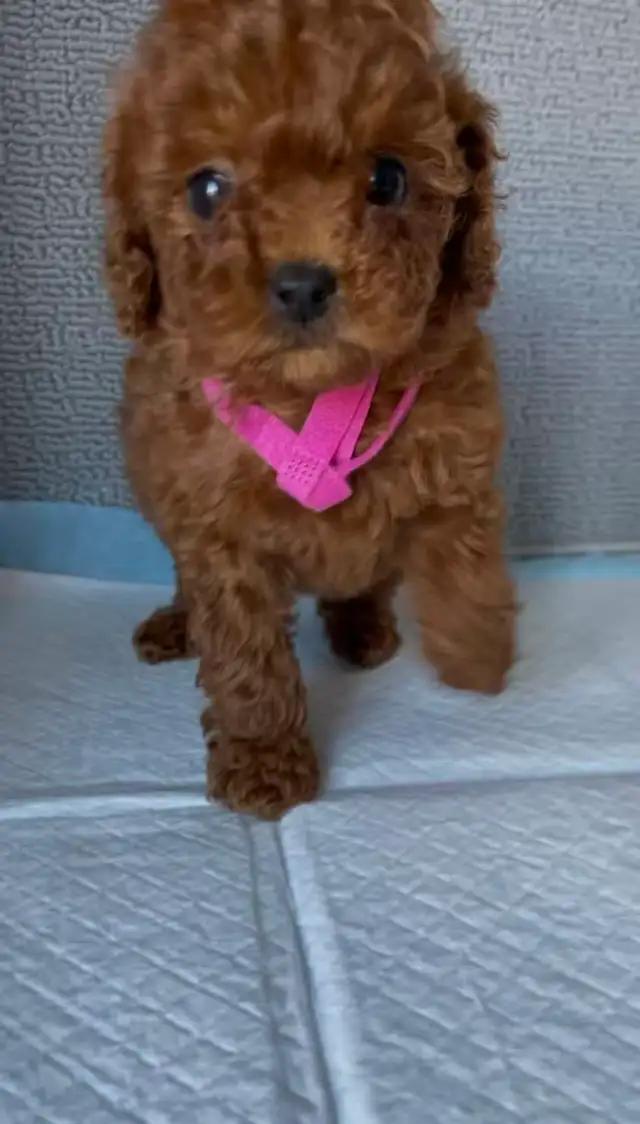Dark red tiny toy poodle rehoming - Photo 4