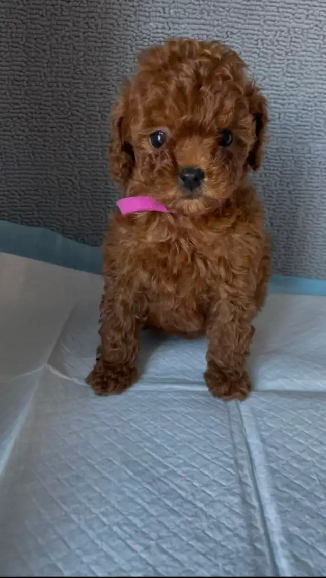 Dark red tiny toy poodle rehoming - Photo 5