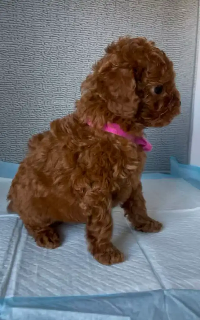 Dark red tiny toy poodle rehoming - Photo 6