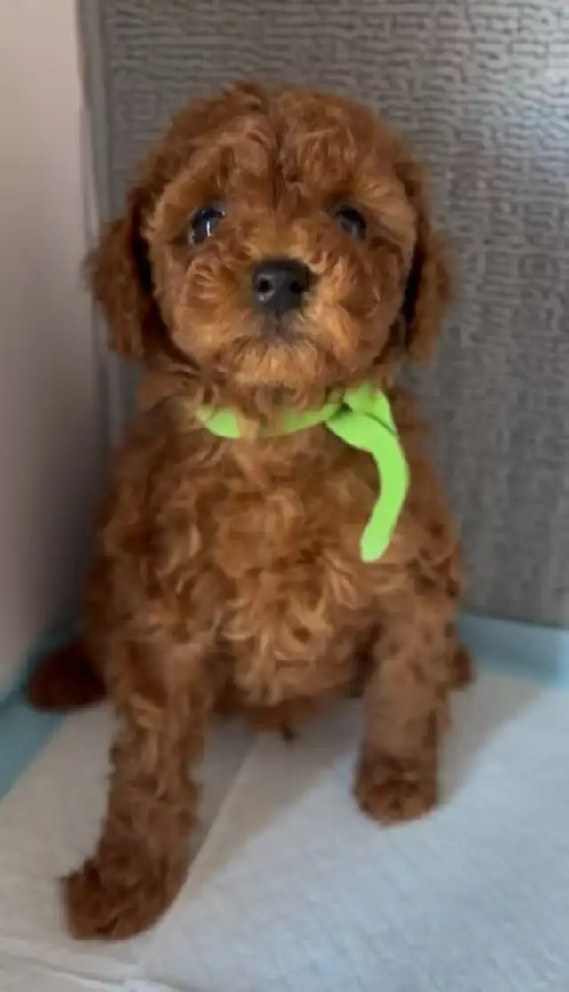 Dark red tiny toy poodle rehoming - Photo 7