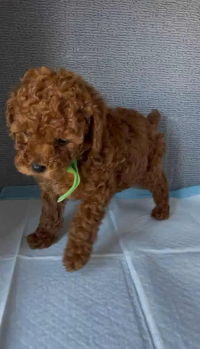 Dark red tiny toy poodle rehoming - Photo 8