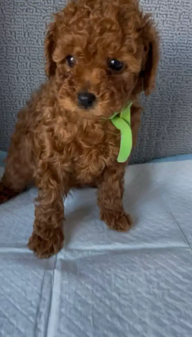 Dark red tiny toy poodle rehoming - Photo 9