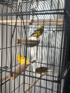 Canary : one pair   one