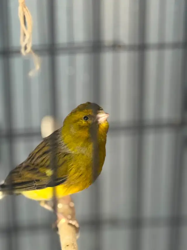 Canary : one pair   one - Photo 2