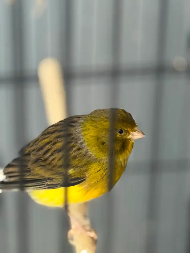 Canary : one pair   one - Photo 3