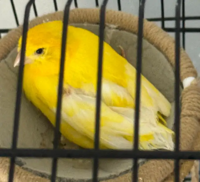 Canary : one pair   one - Photo 4