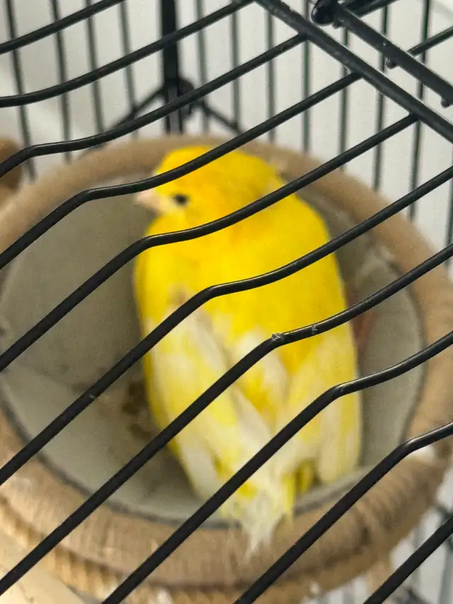 Canary : one pair   one - Photo 5