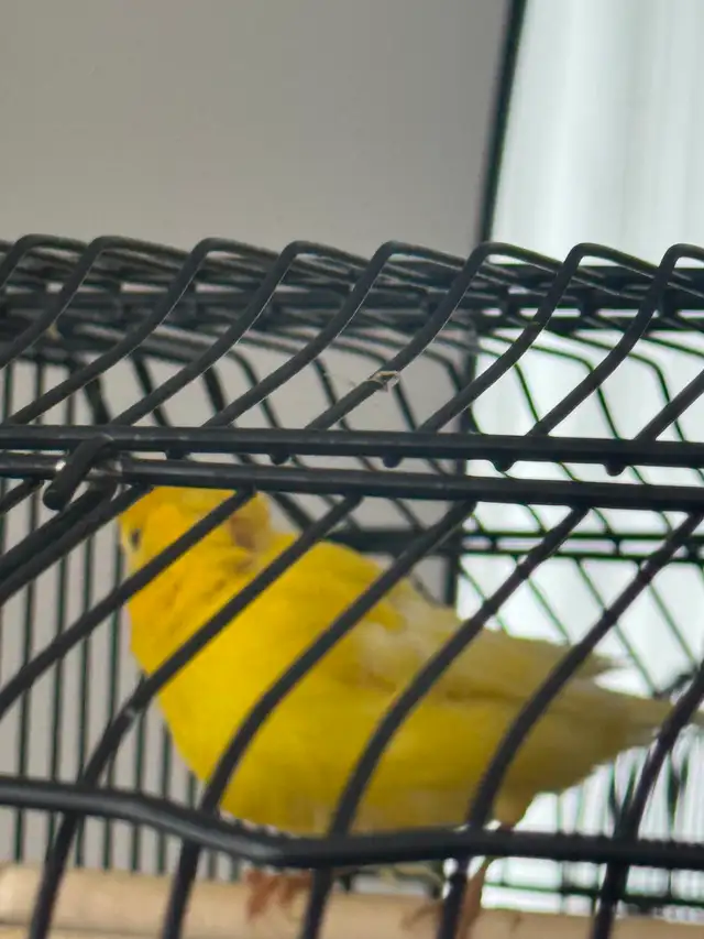 Canary : one pair   one - Photo 6