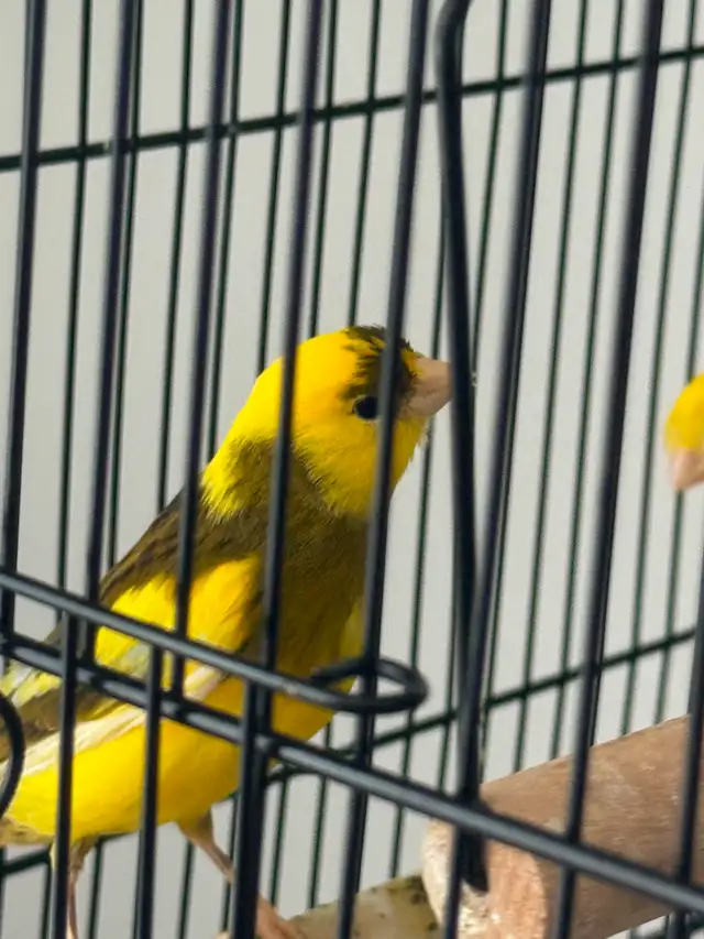 Canary : one pair   one - Photo 7