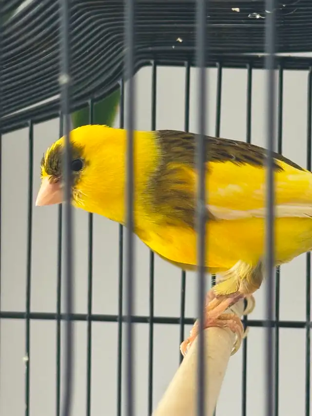 Canary : one pair   one - Photo 8