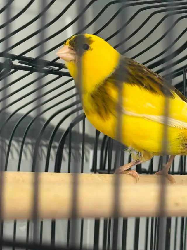 Canary : one pair   one - Photo 9