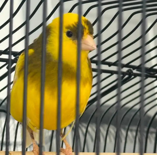 Canary : one pair   one - Photo 10