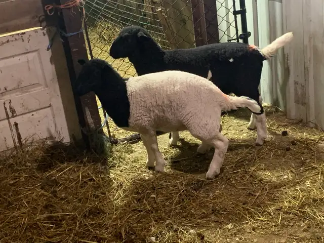 lambs for sale - Photo 4