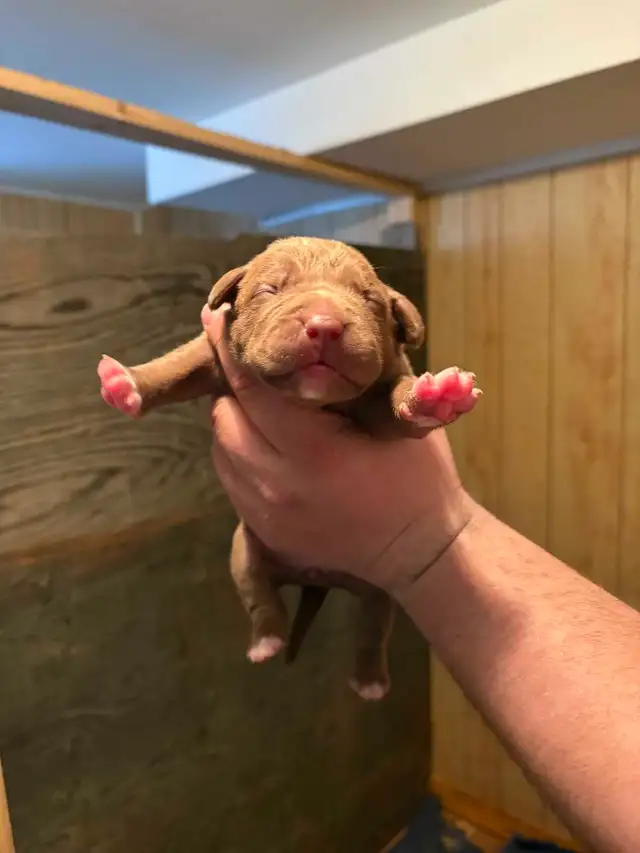 beautiful bulldogs - Photo 2