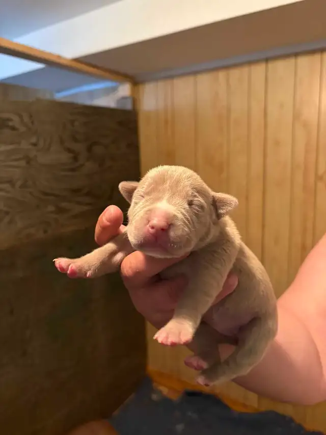 beautiful bulldogs - Photo 3