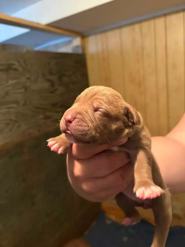 beautiful bulldogs - Photo 4