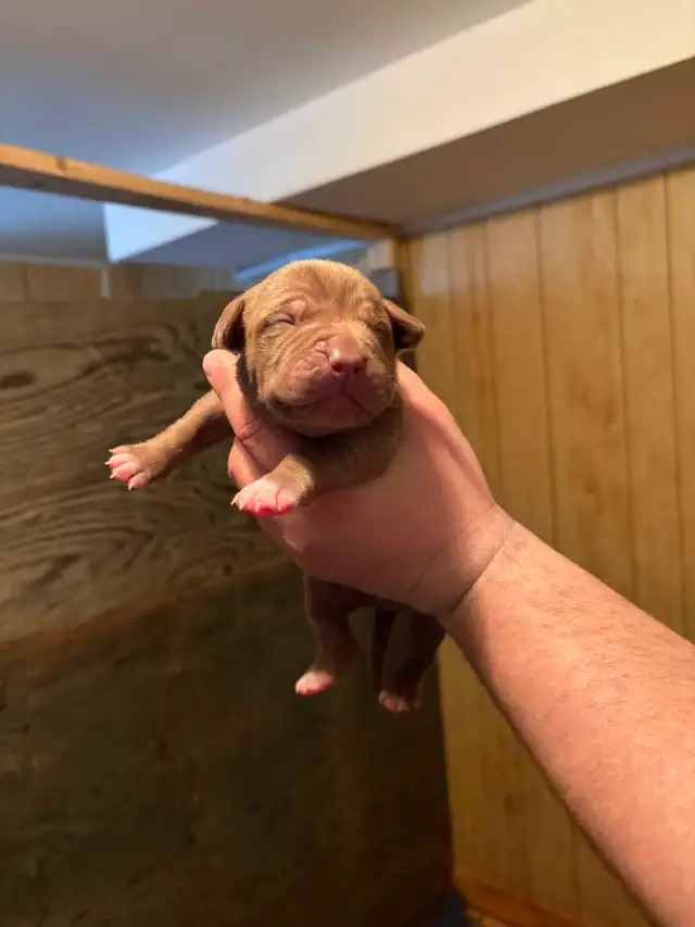 beautiful bulldogs - Photo 5