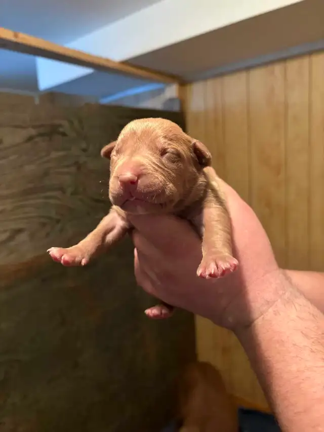 beautiful bulldogs - Photo 6