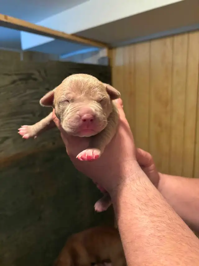 beautiful bulldogs - Photo 7