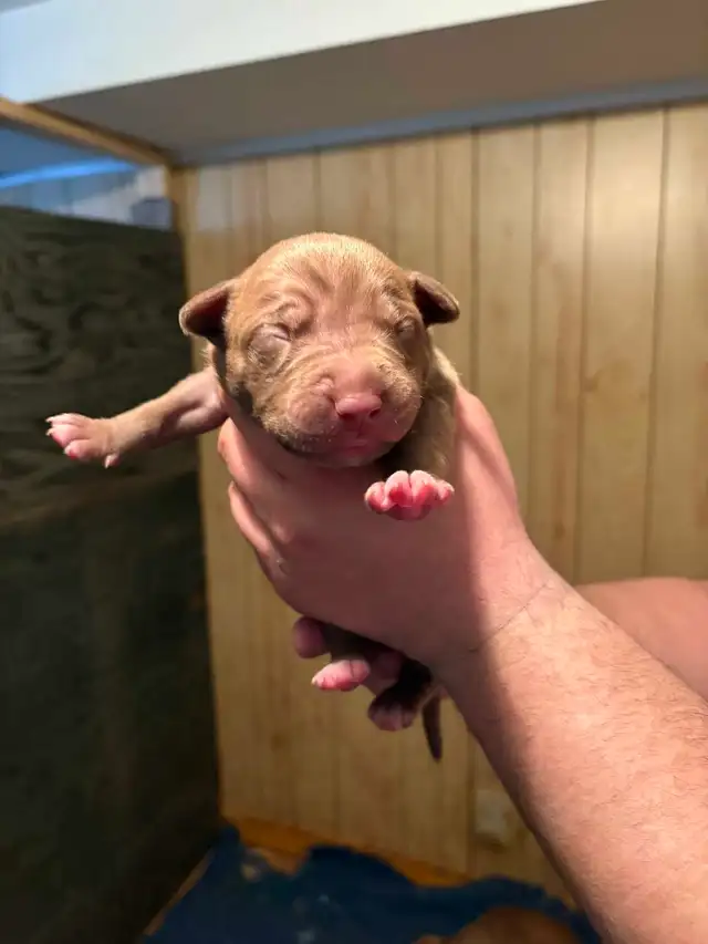 beautiful bulldogs - Photo 9