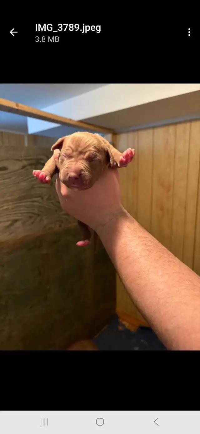 beautiful bulldogs - Photo 10