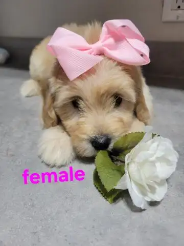 MINI F1B GOLDENDOODLE WEEKEND SPECIAL