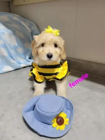 MINI F1B GOLDENDOODLE WEEKEND SPECIAL - Photo 2