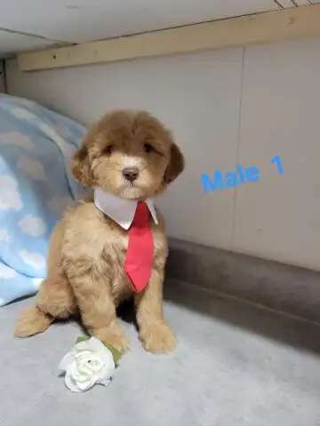 MINI F1B GOLDENDOODLE WEEKEND SPECIAL - Photo 3