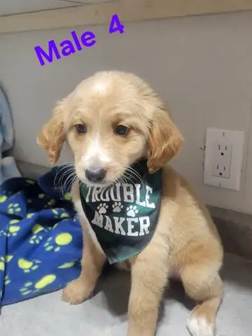 MINI F1B GOLDENDOODLE WEEKEND SPECIAL - Photo 4