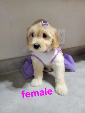 MINI F1B GOLDENDOODLE WEEKEND SPECIAL - Photo 5