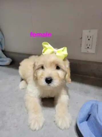 MINI F1B GOLDENDOODLE WEEKEND SPECIAL - Photo 6